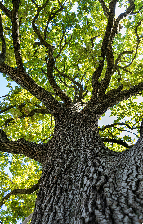 Дерево фото